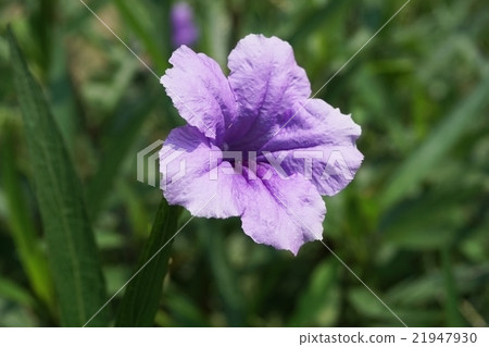 Violet blooming flower 21947930