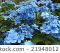 繡球 21948012