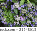 繡球 21948013
