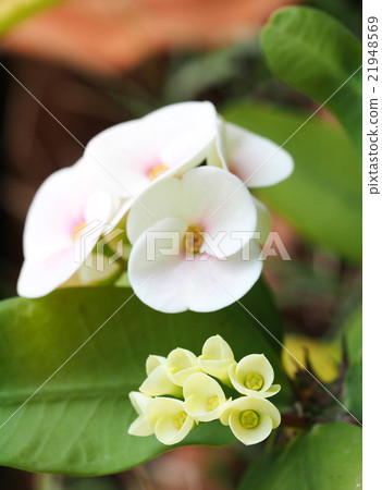 crown of thorns tropical pot plant vintage colour crown of thorns tropical pot plant vintage colour 21948569