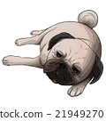 Illustration of a lying pug (posterization process) 21949270