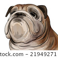 Bulldog upper body illustration (posterization process) 21949271
