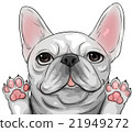 Banzai French Bulldog illustration (posterization process) 21949272