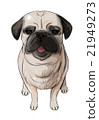 Illustration of a sitting pug (posterization processing) 21949273