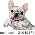 Illustration of French bulldog (upper body) (posterization process) 21949274