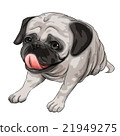 Illustration of a velvet pug (posterization process) 21949275