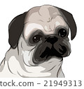 Pug upper body illustration (cut out processing) 21949313