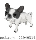 French bulldog whole body illustration (cut out processing) 21949314