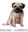 Pug (sitting) whole-body illustration (cutout processing) 21949315