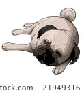 Illustration of lying pug (cut out processing) 21949316