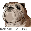 Bulldog upper body illustration (cut out processing) 21949317