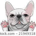 Banzai French Bulldog illustration (cut out processing) 21949318