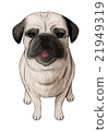 Illustration of a sitting pug (cut out processing) 21949319