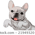 Illustration of French bulldog (upper body) (cut out processing) 21949320