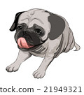 Illustration of a bellowing pug (cutout processing) 21949321