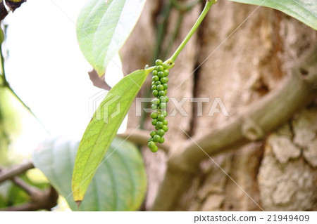 Black Pepper 21949409