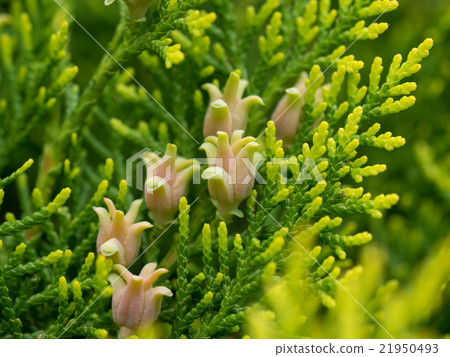 Female flower 21950493