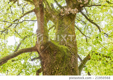Nemaki Camphor tree in Nerima 21950568