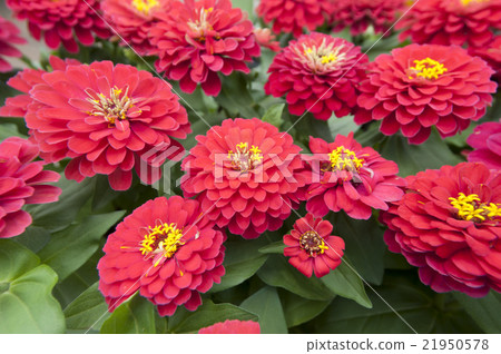 竹草 竹草 21950578