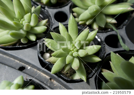Succulent plant tree Succulent plant tree 21950579