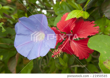 Noah Sagao和Hibiscus Noah Sagao和Hibiscus 21950585