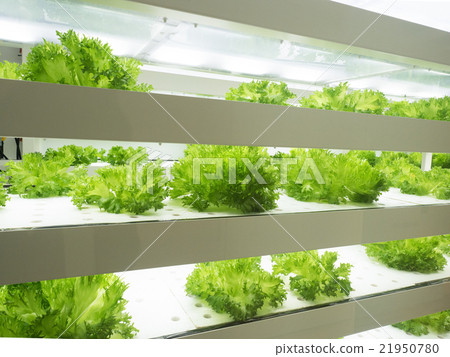 Vegetable factory 21950780