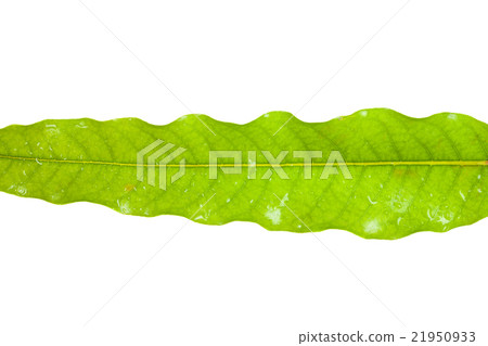 Green leaves on a white background. 21950933