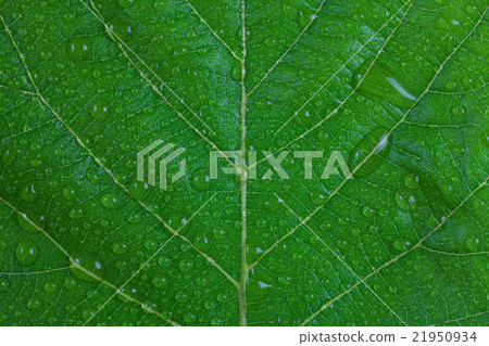 Water droplets on a green leaf. 21950934