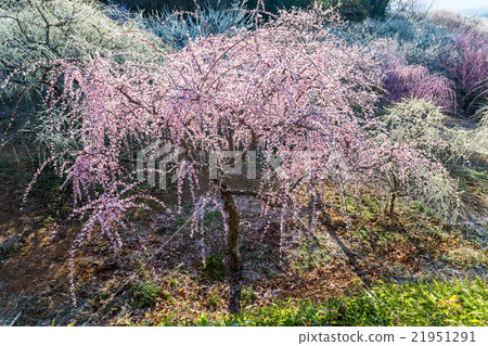 Tsukigase Bairin 21951291