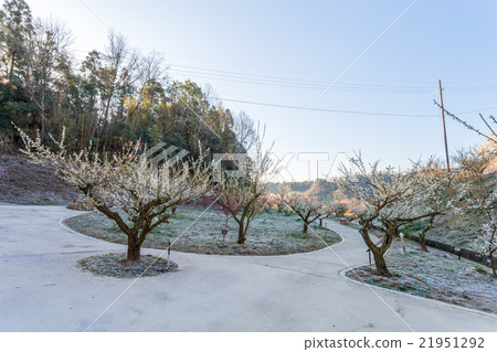 Tsukigase Bairin Variety Garden Tsukigase Bairin Variety Garden 21951292