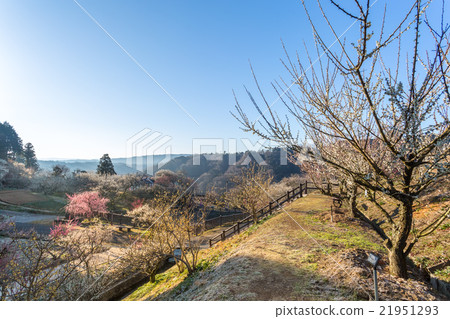 Tsukigase Bairin Variety Garden Tsukigase Bairin Variety Garden 21951293