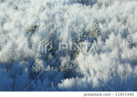 Snow covered trees in forest Snow covered trees in forest 21951490