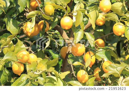 來自瀨戶內的檸檬 21951623