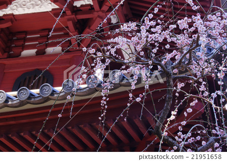Uedai plum 21951658