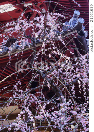 Uedai梅花 21951659