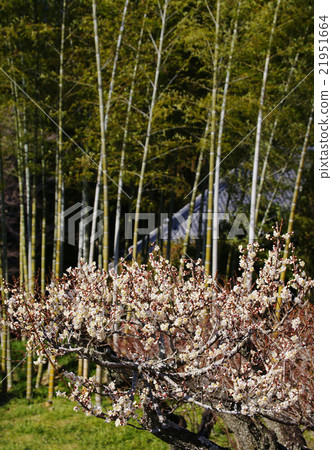 White plum 21951664