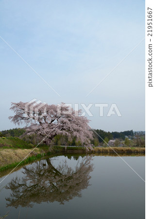 Cherry Blossoms of Arisui - 2016 Spring 21951667