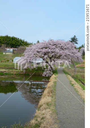 Cherry Blossoms of Arisui - 2016 Spring 21951671