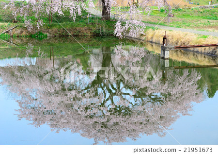 Cherry Blossoms of Arisui - 2016 Spring Cherry Blossoms of Arisui - 2016 Spring 21951673