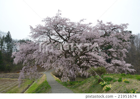 Arisui櫻花 -  2016年春天 21951674