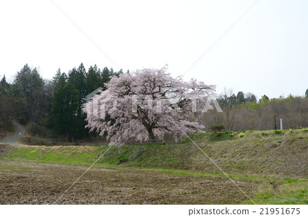 Cherry Blossoms of Arisui - 2016 Spring 21951675