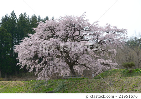 Cherry Blossoms of Arisui - 2016 Spring 21951676