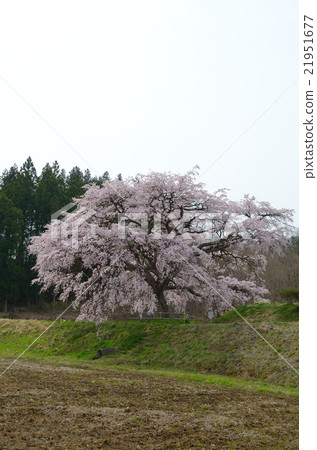 Arisui櫻花 - 2016年春天 Arisui櫻花 - 2016年春天 21951677