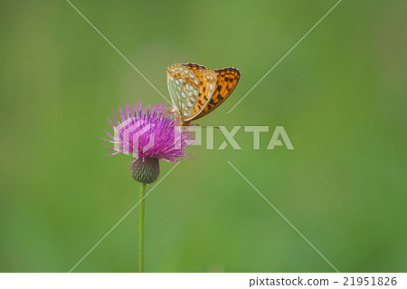 一隻安靜的草地蝴蝶 一隻安靜的草地蝴蝶 21951826
