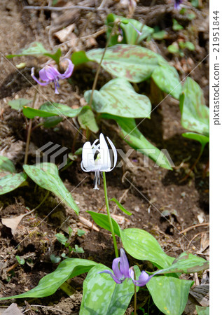 Katakuri of Jitsue-ji Temple ~ 2016 Spring 21951844