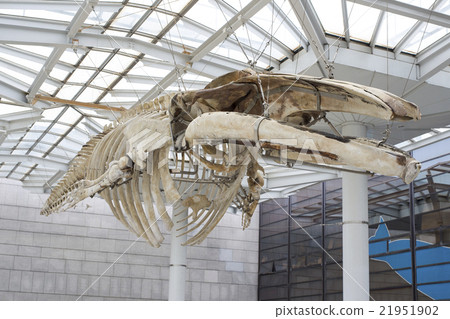 Bone specimen of sperm whale in Nagai Park Botanical Garden, Osaka prefecture Higashi-Sumiyoshi-ku Osaka prefecture 21951902