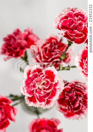 康乃馨 21952152