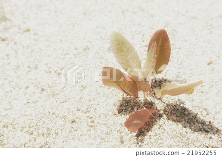 Sandy beach Sandy beach 21952255