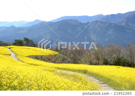 油菜田 21952265