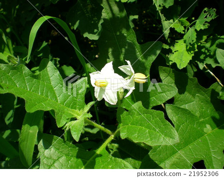 Flowers of Walnut Vi Flowers of Walnut Vi 21952306